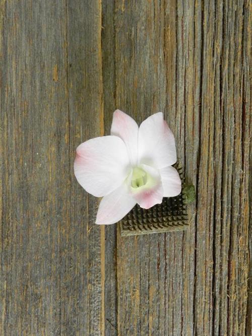 MARCO POLO  BLUSH DENDROBIUM ORCHID